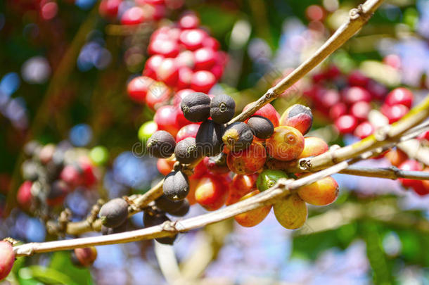 树枝上的<strong>咖啡</strong>豆，泰国。