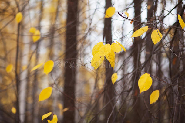 秋冬自然背景裸树树干分枝a