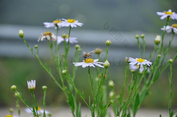 蜜蜂和花