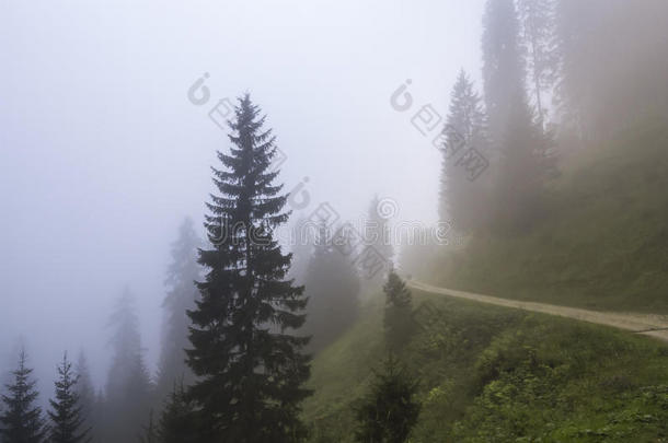 雾天的森林