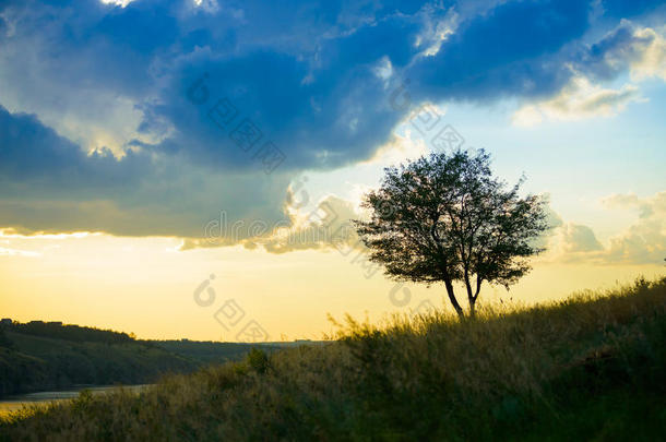 日落时美丽的孤独树