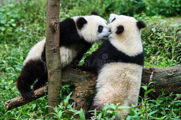 两只<strong>熊猫</strong>幼仔在中国<strong>四川</strong>玩耍