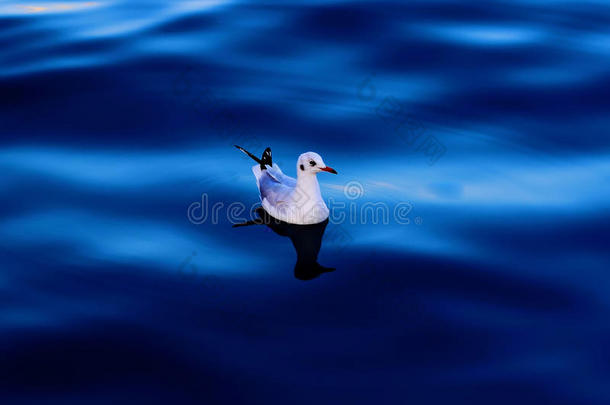 海鸥在蓝色的大海中漂浮