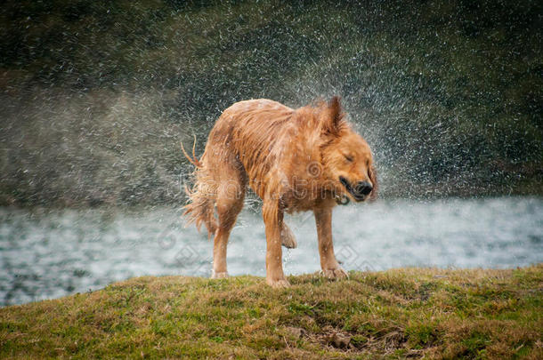 金毛猎犬在当地的一个湖里游泳后摇掉了水
