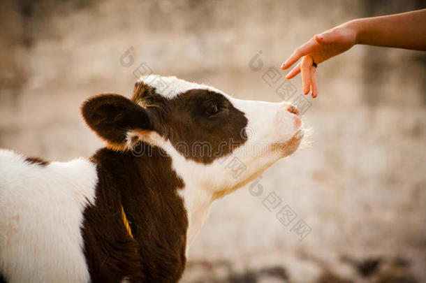 初生美丽的小牛闻着女人的手