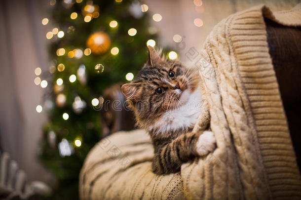 猫，新年假期，圣诞节，圣诞树