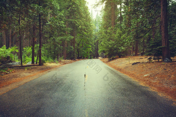 雨后的林子路。约塞米蒂国家公园，加利福尼亚，美国。