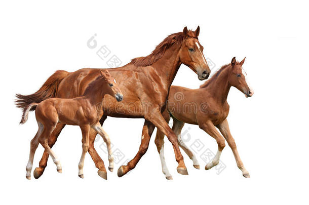 栗色的马和它的两匹小马驹分开在白色的身上奔跑