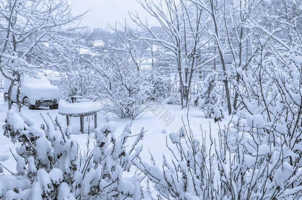 bnw白雪覆盖的院子