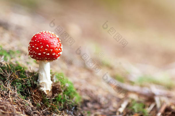 林中飞木耳红白毒蘑菇