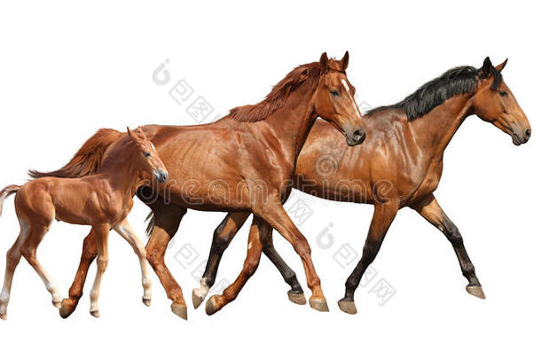 栗色可爱的小马驹和父母一起自由奔跑