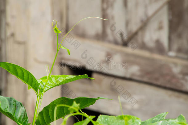 雨后大球菌