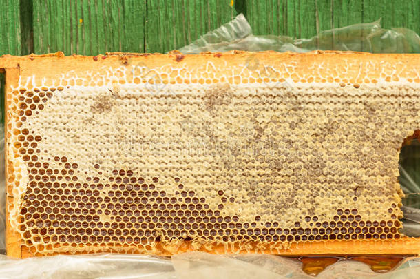 蜂巢里的新鲜蜂蜜