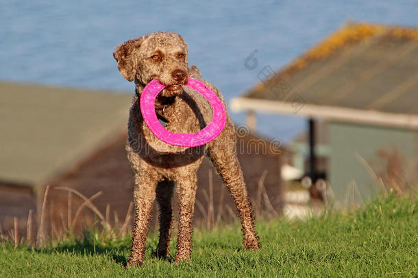 粉红色飞盘玩具狗