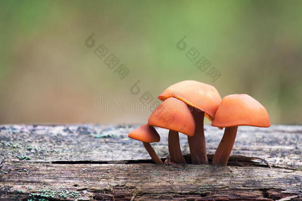 蘑菇系列：依诺克塔克（<strong>冬菇</strong>、天鹅绒脚、天鹅绒茎）