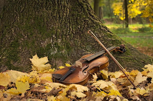 树下的小提琴