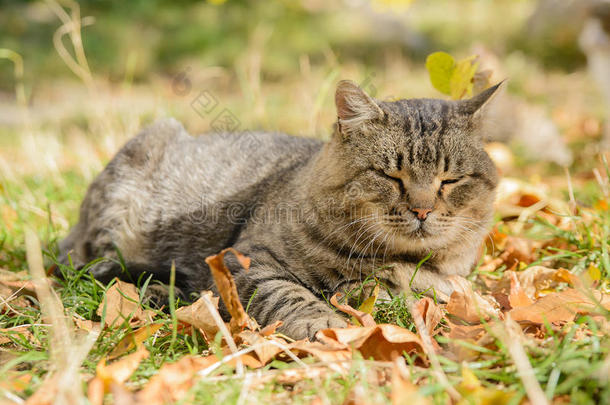 收容所里的大猫