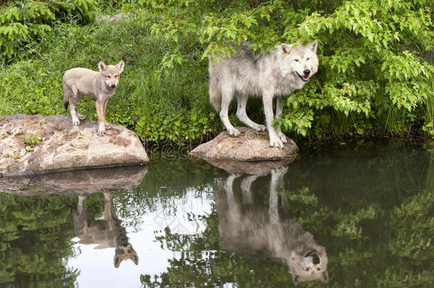 湖中倒影清晰的狼和小狗