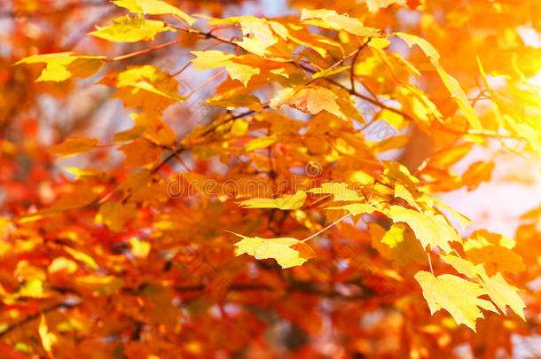 秋天枫叶黄叶。秋季背景