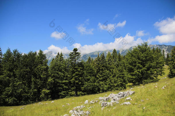 山上的风景，绿草、森林和蓝天