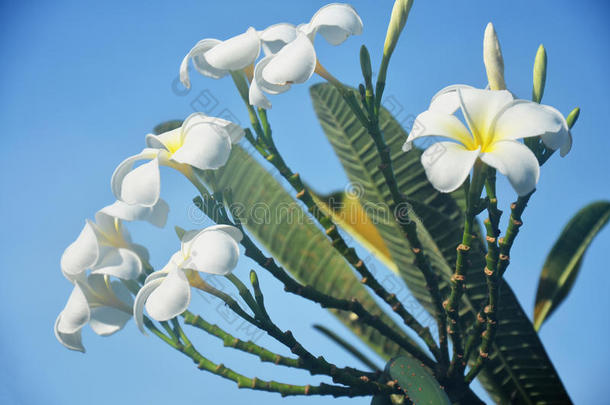 鸡<strong>蛋花</strong>，鸡<strong>蛋花</strong>，圣殿<strong>花</strong>，早晨有雾