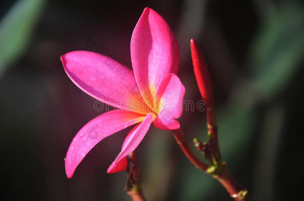 鸡蛋花，鸡蛋花，圣殿花，早晨有雾