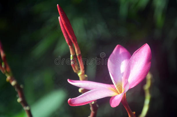 鸡蛋花，鸡蛋花，圣殿花，早晨有雾