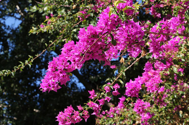 三角梅花枝