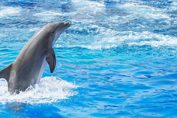 <strong>海豚</strong>在清澈的蓝海中跳跃。