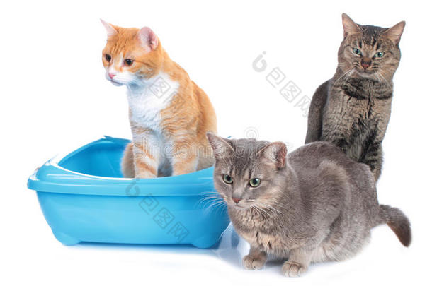三只猫坐在猫咪窝旁边