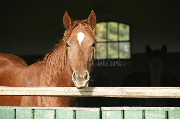 篱笆后面农场里的栗色马