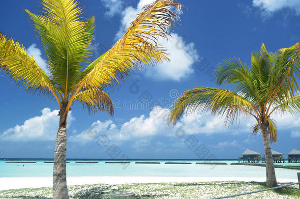 maldvies海滩度假村的椰树