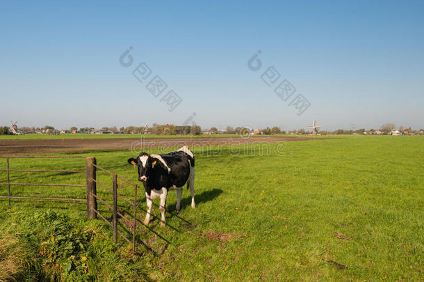 <strong>锈迹</strong>斑斑的大门前的黑白奶牛