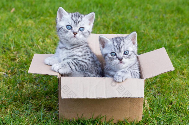 小草上的猫在纸板箱里