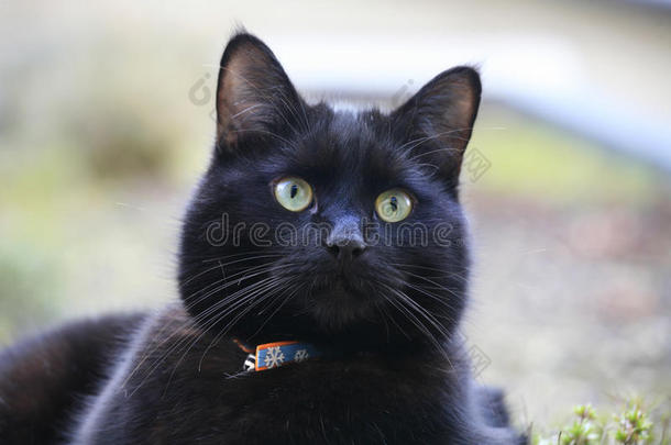黑猫，有一双醒目的绿色眼睛