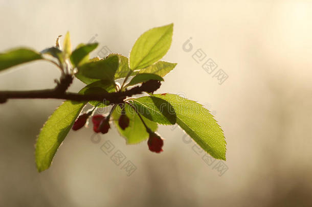 夕阳下开满鲜花的樱桃树的树枝