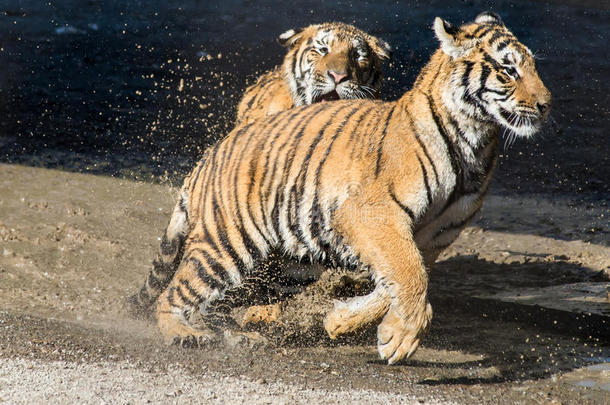 一只小老虎追着另一只在水里玩耍