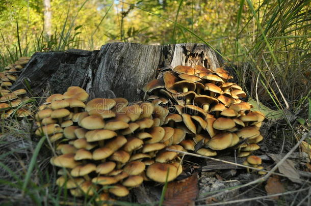 森林里的蘑菇。如雨后<strong>春笋</strong>般涌现。秋天。可食用的有毒蘑菇。