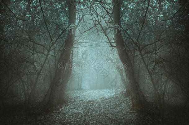 森林中穿过薄雾的<strong>诡异</strong>隧道