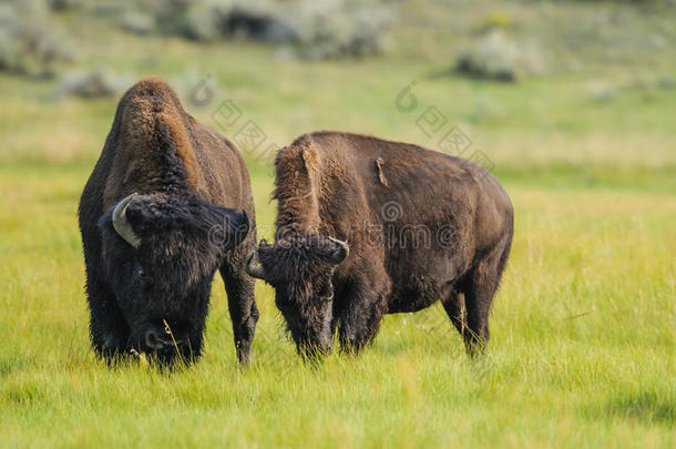 美国黄石国家公园野牛