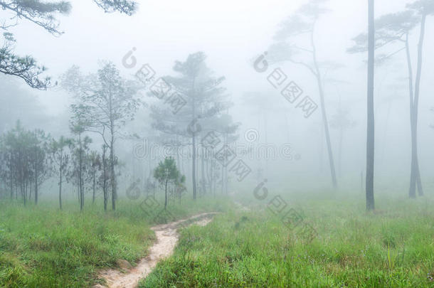 早春降雨时穿过森林的小路