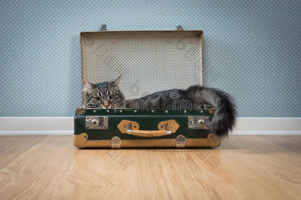 古董手提箱里的可爱猫