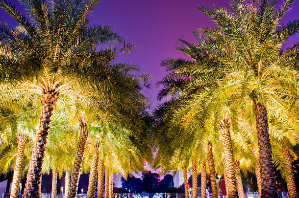 花城汇夜景棕榈树