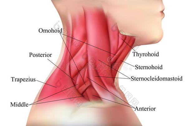 颈部肌肉解剖学