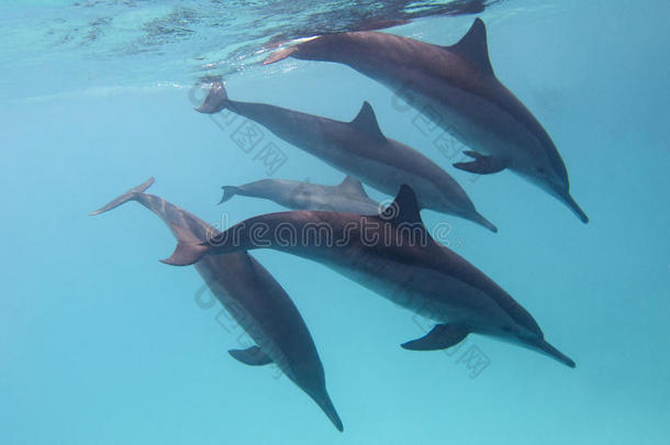 热带海洋中的一些海豚，背景是蓝色的海水