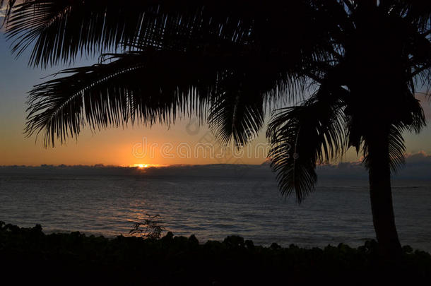 海洋棕榈树上的热带日落