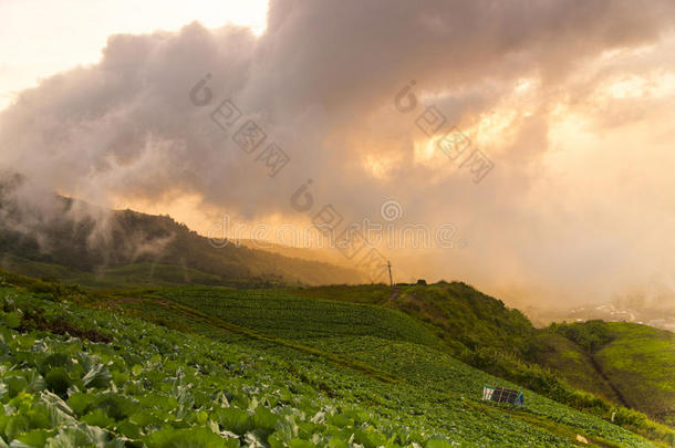 在phu tab berg上有卷心菜前景的美景