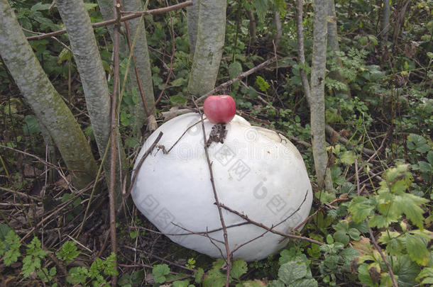 巨蘑菇和苹果