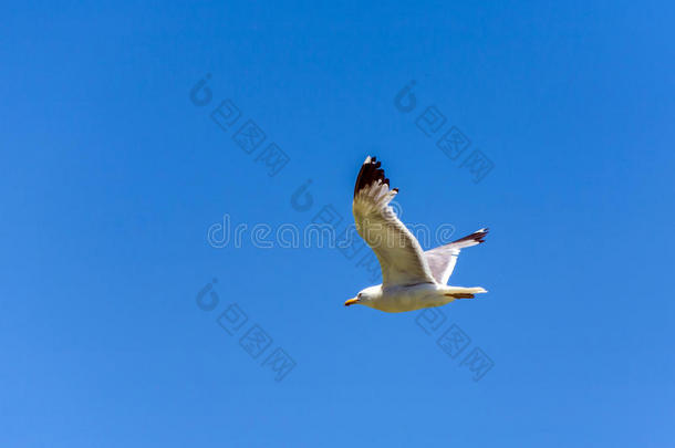 加利福尼亚海鸥飞越美丽的莫诺湖