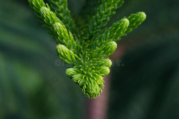 异国情调的热带蕨类植物叶片，自然背景